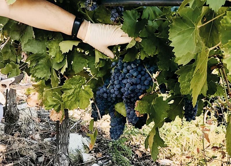 Hefen und Terroir. Biodiversität, Wissenschaft und Einzigartigkeit