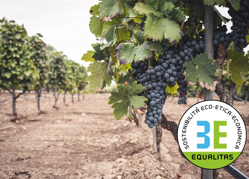 Cantina San Giorgio confirms the Equalitas certification and presents its Sustainability Report