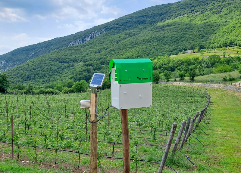 Innovation in the vineyard: protecting grapes from parasites with sustainable methods
