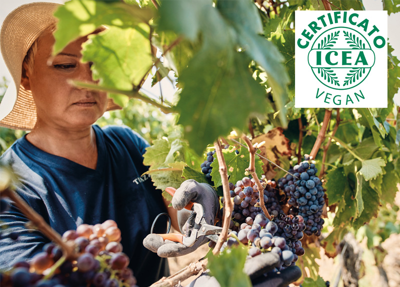 Vegan Wine: What It Means and Why Certification is Crucial