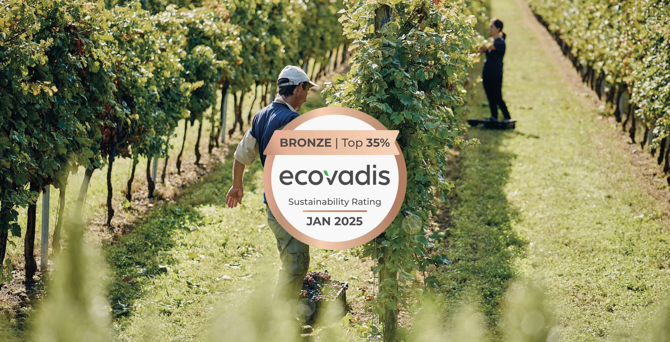 ecovadis wide