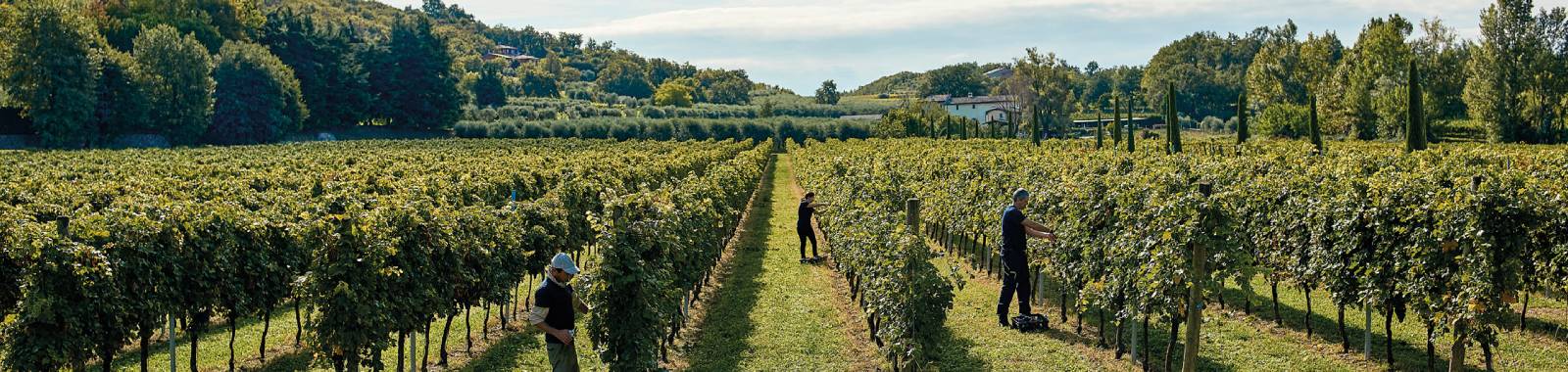 TInazzi-aziende-agricole-vigneti