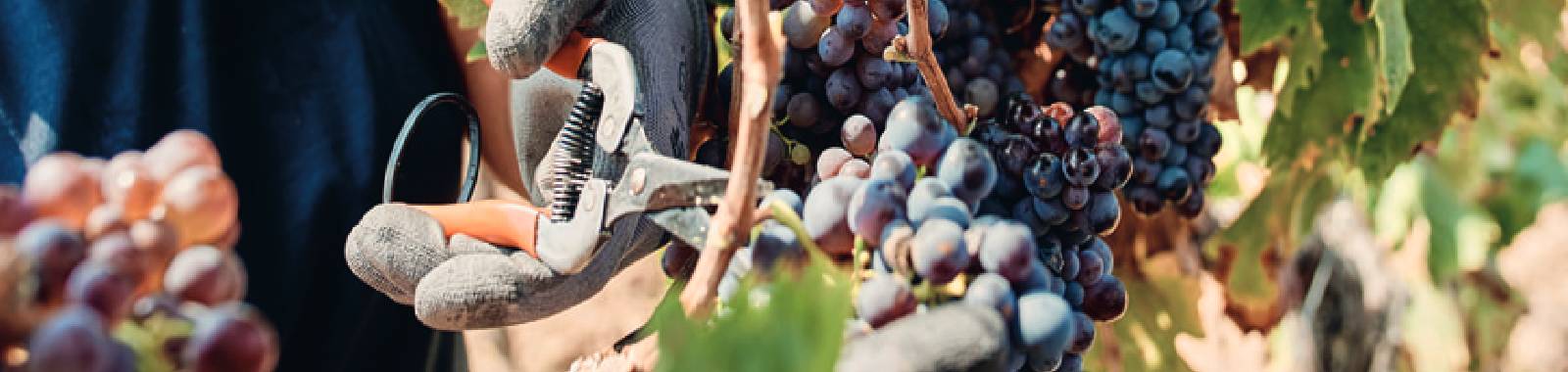 TInazzi-i-marchi-vendemmia