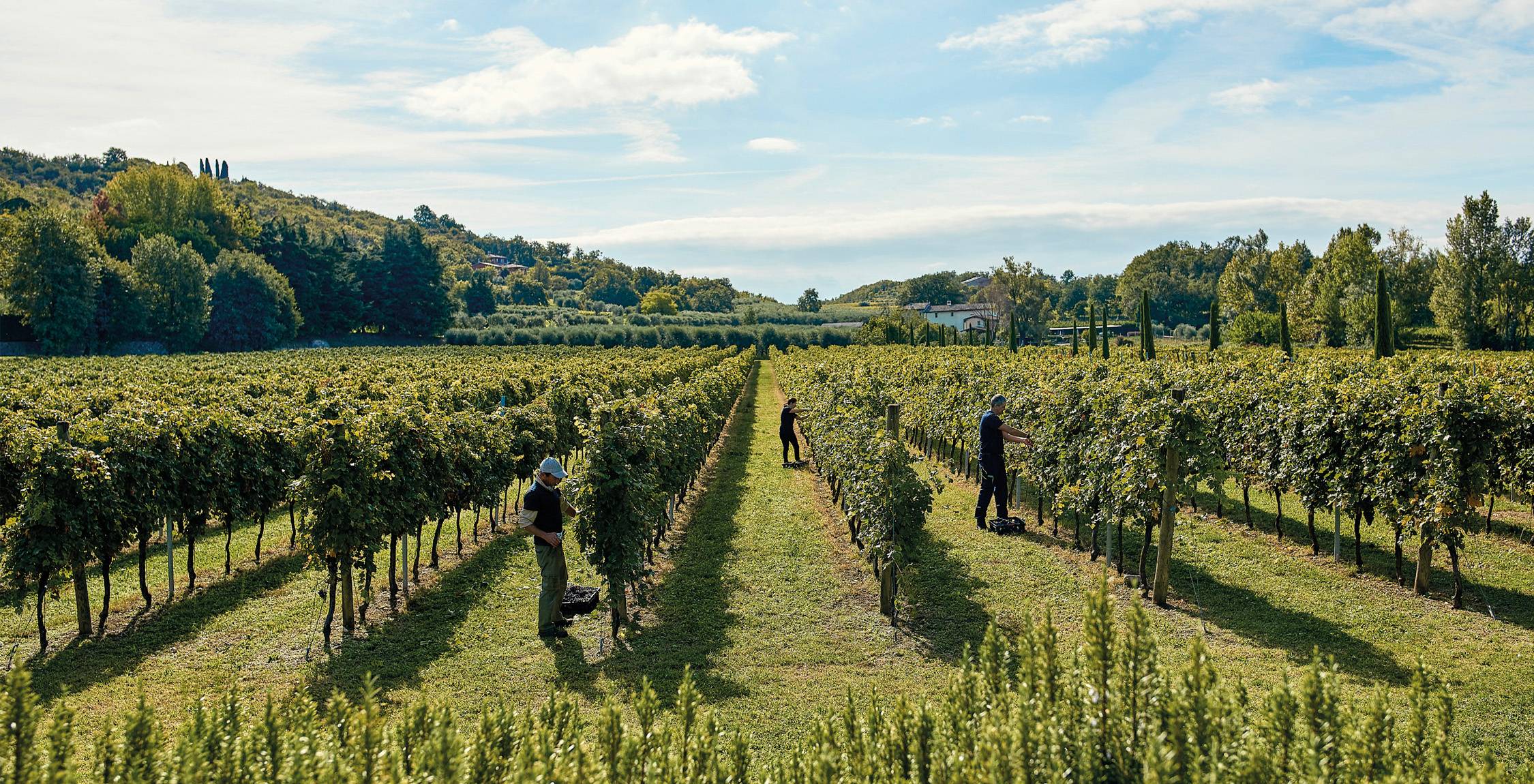 tinazzi-azeinde-agricole-1-vendemmia