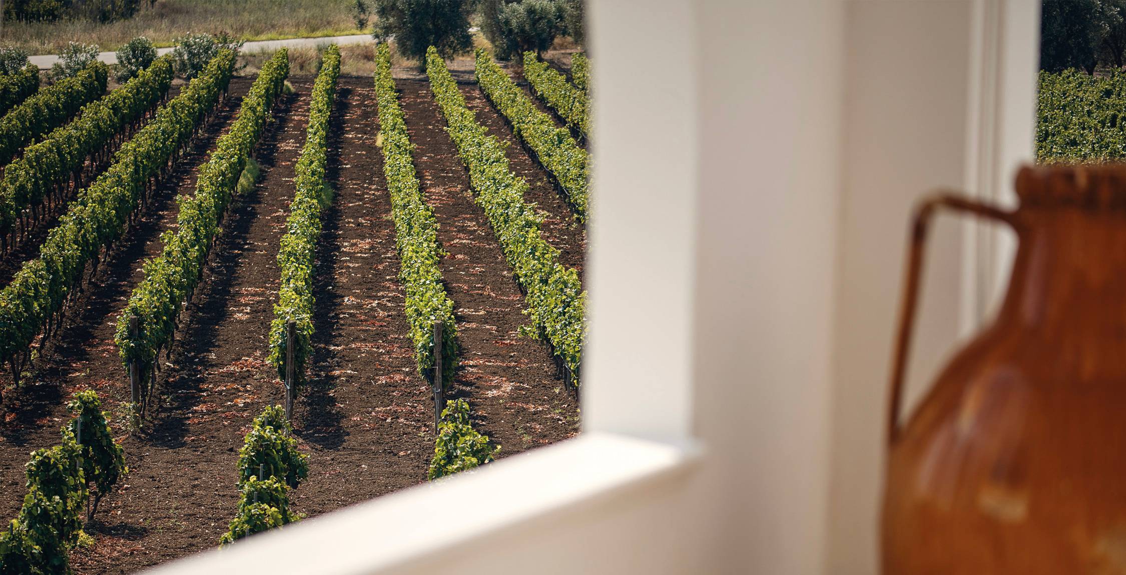 tinazzi-azeinde-agricole-2-vigneti