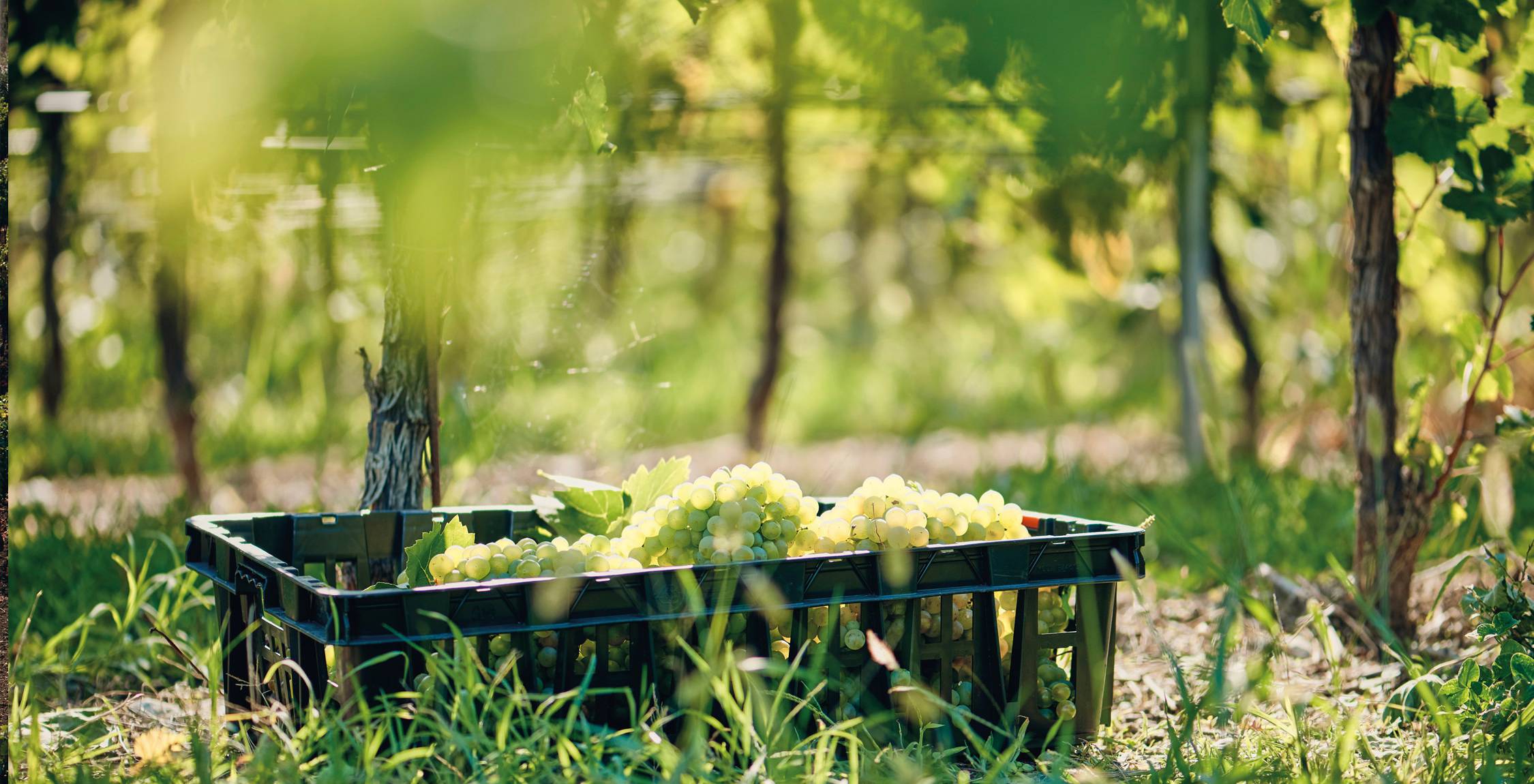 tinazzi-azeinde-agricole-3-uve