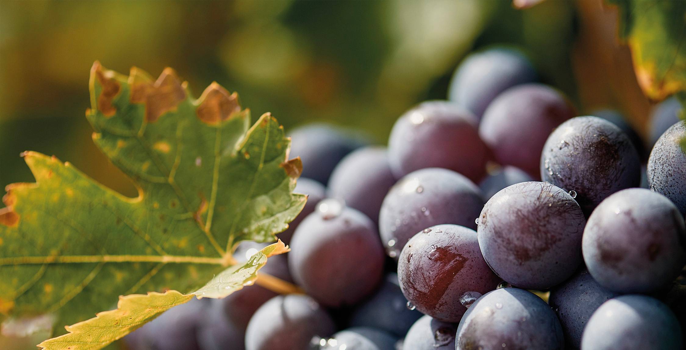 tinazzi-i-marchi-01-grappoli