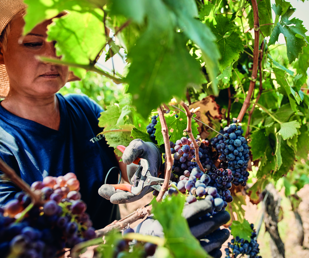 tinazzi-i-nostri-marchi